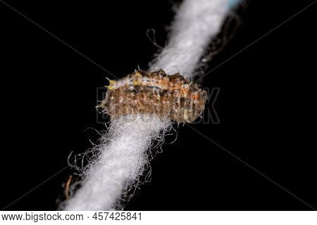Small Hover Fly Larvae Of The Tribe Syrphini
