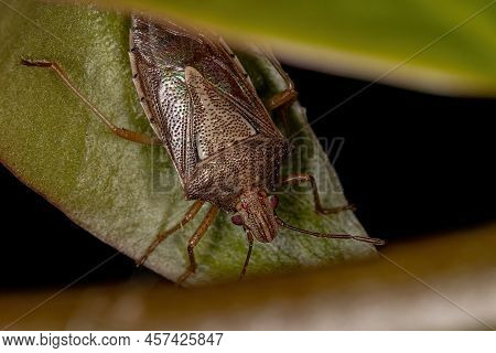 Adult Stink Bug Of The Genus Oebalus