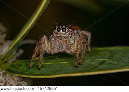 Adult Female Jumping Spider Of The Genus Frigga