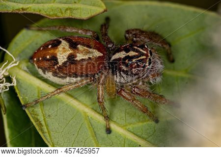 Adult Female Jumping Spider Of The Genus Frigga