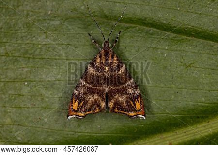Adult Metalmark Moth Of The Species Tortyra Meratella