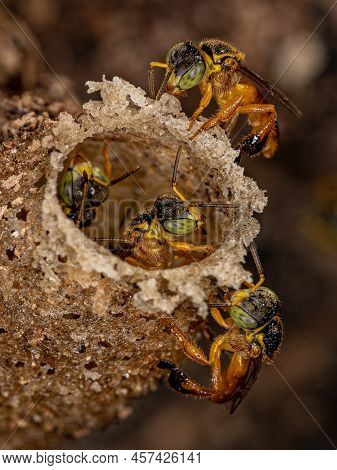Adult Jatai Bee Of The Species Tetragonisca Angustula With Selective Focus