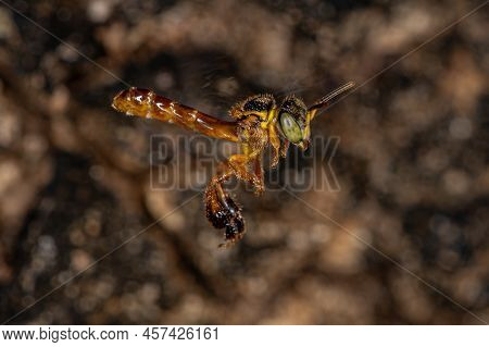 Adult Jatai Bee Of The Species Tetragonisca Angustula With Selective Focus