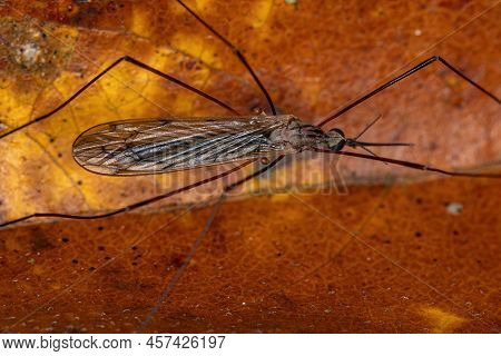 Adult Limoniid Crane Fly Of The Genus Geranomyia