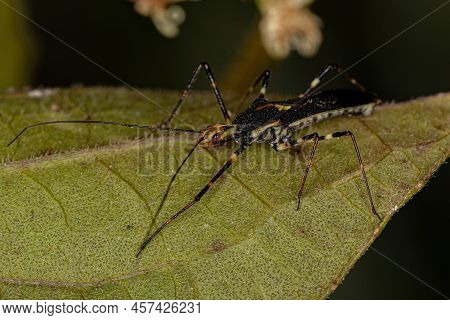 Adult Assassin Bug Of The Genus Zelus