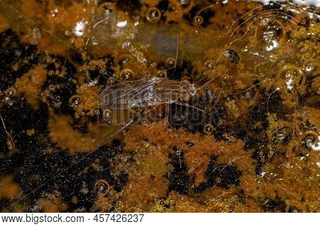 Adult Fly Insect Of The Superfamily Ephydroidea On Water