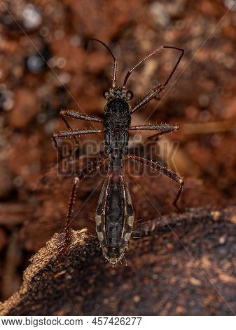 Adult Seed Bug Of The Family Colobathristidae