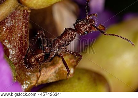 Adult Female Ectatommine Ant Of The Genus Ectatomma
