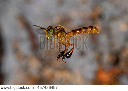 Adult Jatai Bee Of The Species Tetragonisca Angustula With Selective Focus