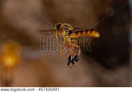 Adult Jatai Bee Of The Species Tetragonisca Angustula With Selective Focus