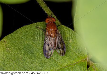 Adult Lauxaniid Fly Of The Family Lauxaniidae