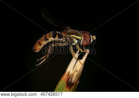 Adult Calligrapher Fly Of The Genus Toxomerus