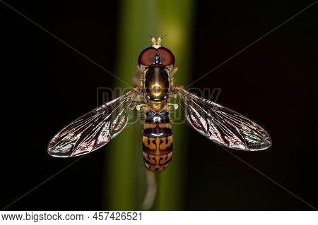 Adult Calligrapher Fly Of The Genus Toxomerus