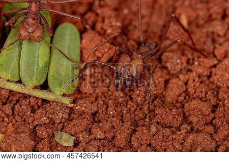 Adult Atta Leaf-cutter Ant Of The Genus Atta