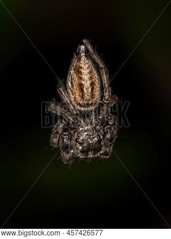 Small Jumping Spider Of The Genus Freya
