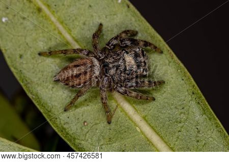 Small Jumping Spider Of The Genus Freya