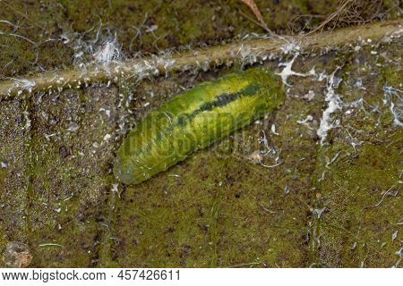 Small Hover Fly Larvae Of The Tribe Syrphini