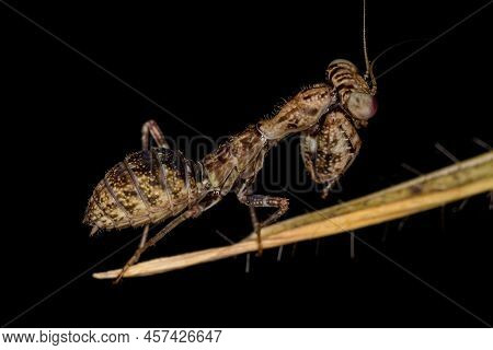 Acontistid Mantis Nymph Of The Genus Acontista