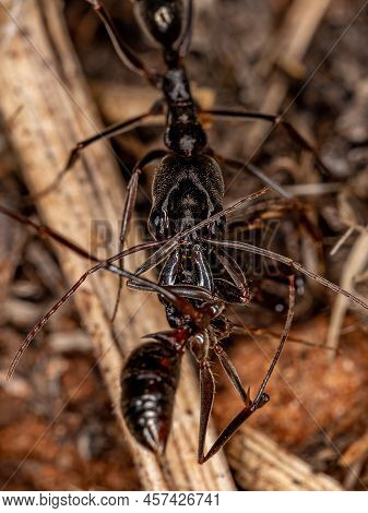 Adult Trap-jaw Ant Of The Genus Odontomachus Carrying A Dead Ant Of The Same Species