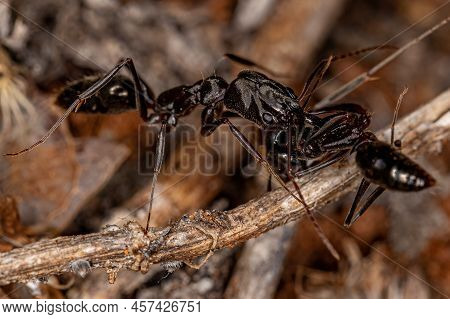 Adult Trap-jaw Ant Of The Genus Odontomachus Carrying A Dead Ant Of The Same Species