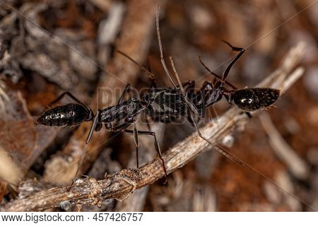 Adult Trap-jaw Ant Of The Genus Odontomachus Carrying A Dead Ant Of The Same Species