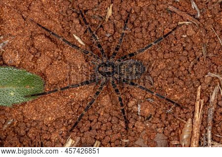 Adult  Wandering Spider Of The Family Ctenidae