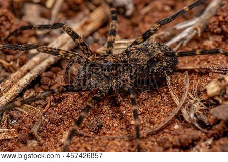 Adult  Wandering Spider Of The Family Ctenidae