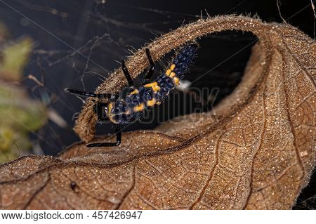 Asian Lady Beetle Larva Of The Species Harmonia Axyridis