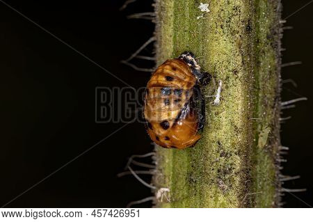 Asian Lady Beetle Pupa Of The Species Harmonia Axyridis