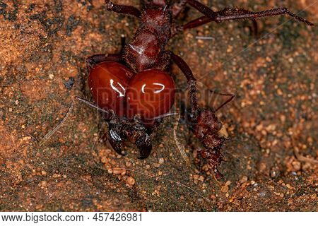Atta Leaf-cutter Ant Of The Species Atta Laevigata With A Small Dead Ant Biting Its Paw