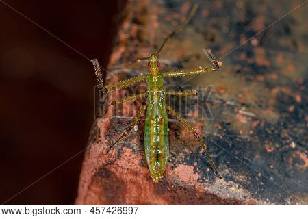 Assassin Bug Nymph Of The Tribe Harpactorini