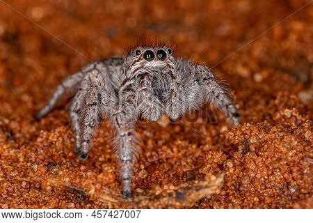 Small Jumping Spider Of The Subtribe Freyina
