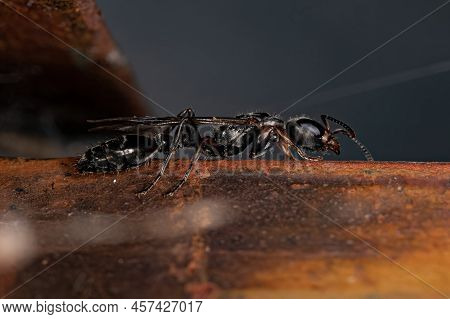 Adult Twig Queen Ant Of The Genus Pseudomyrmex