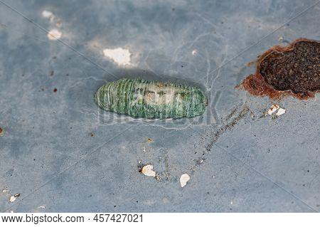 Small Hover Fly Larvae Of The Family Syrphidae
