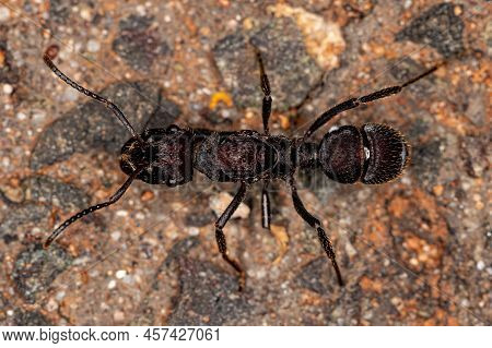 Adult Female Ectatommine Queen Ant Of The Genus Ectatomma