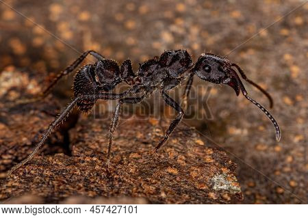 Adult Female Ectatommine Ant Of The Genus Ectatomma