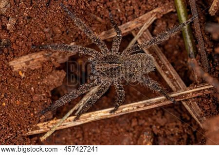 Adult Wandering Spider Of The Species Parabatinga Brevipes