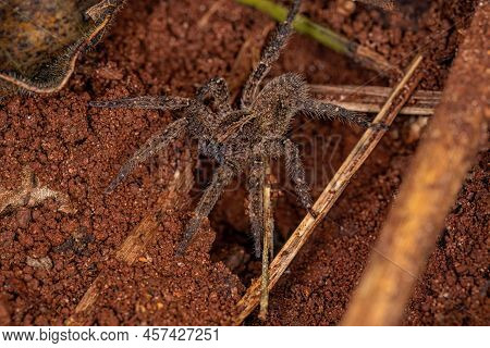 Adult Wandering Spider Of The Species Parabatinga Brevipes