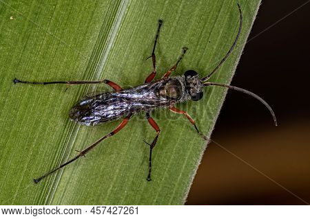 Adult Spider Wasp Of The Family Pompilidae