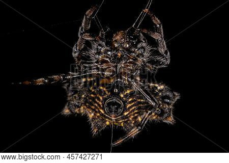 Adult Spinybacked Orbweaver Of The Species Gasteracantha Cancriformis