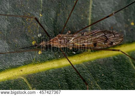 Adult Limoniid Crane Fly Of The Genus Geranomyia