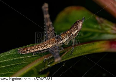 Monkey Grasshopper Nymph Of The Family Eumastacidae