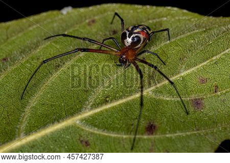Small Orchard Spider Of The Genus Leucauge