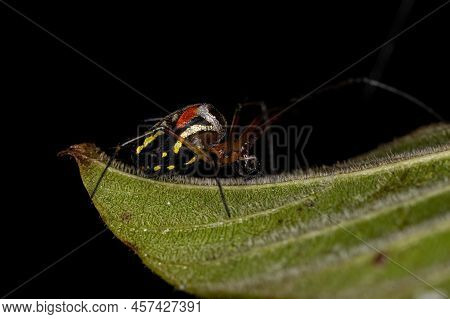 Small Orchard Spider Of The Genus Leucauge