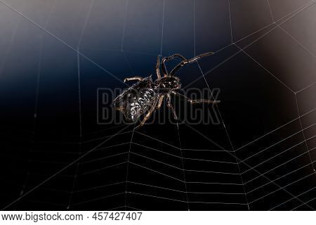 Small Female Orbweaver Spider Of The Species Micrathena Marta