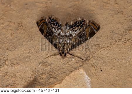 Adult Crambid Moth Of The Family Crambidae