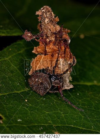 Small Orbweaver Spider Of The Genus Parawixia On A Small Bagworm Moth Of The Family Psychidae