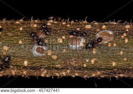 Adult Female Cocktail Ants Of The Genus Crematogaster With Small Mealybugs Insects Of The Family Pse