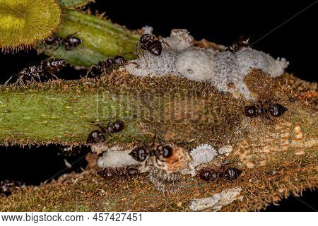 Adult Female Cocktail Ants Of The Genus Crematogaster With Small Mealybugs Insects Of The Family Pse
