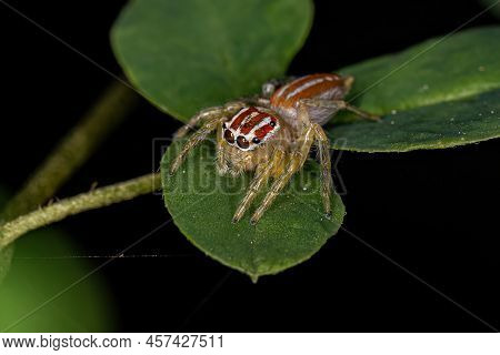 Small Female Jumping Spider Of The Genus Chira